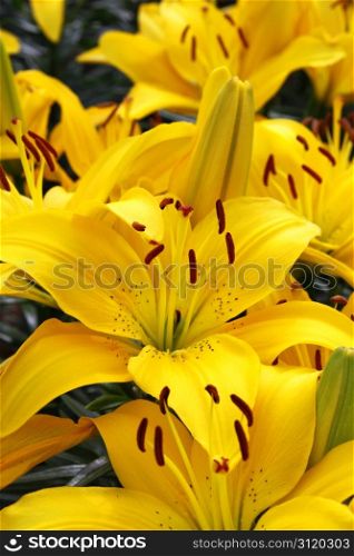 Close-up of beautiful Yellow Lily