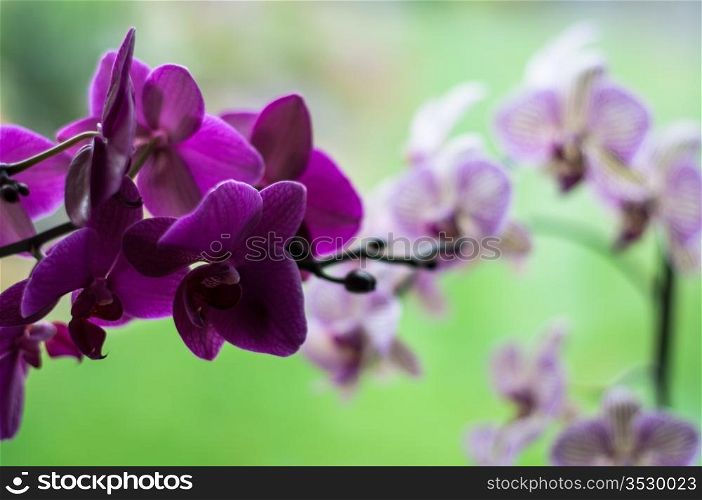 close-up of beautifully textured orchid plants with flowers