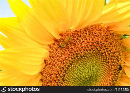 Close up of bee on sunflower blossom spring colorful garden bright day in the sunflower field background / Helianthus