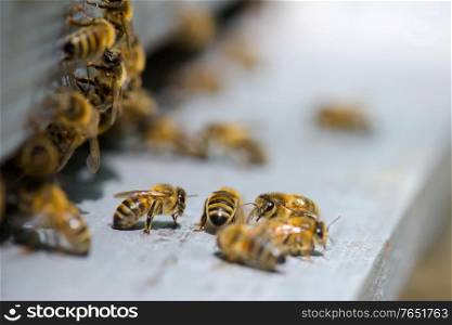 close up of bees indoors
