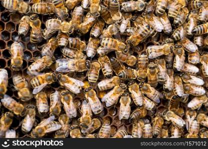 Close Up Of Bees On Beeswax Honeycomb In Hive