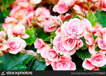 Close up of begonia flower blooming in garden spring nature outdoor background, Flower in nature