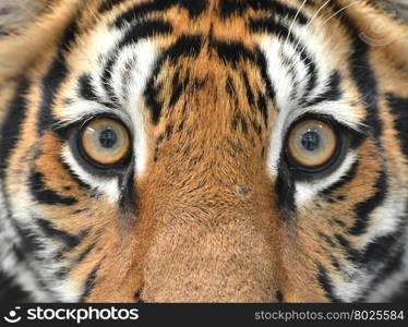 close up of bengal tiger eyes