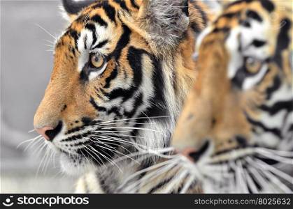 close up of bengal tiger face
