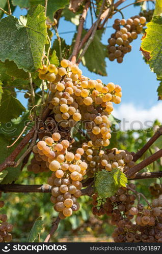 Close up of berries and leaves of grape-vine. Single bunch of ripe red wine grapes hanging on a vine on green leaves background. Plantation of grape-bearing vines, grown for wine making, vinification.