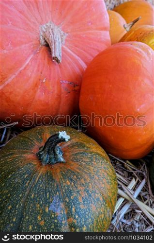 close up of big gourds pumkins, smaller ones in the back