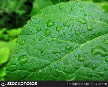 close up of big green leaf with water drops