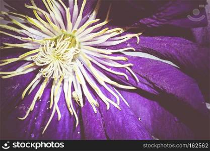 Close up of big violet flower, natural background.