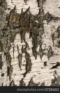 Close up of birch bark surface texture