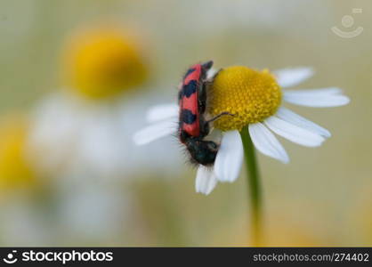 close up of Black and red beetle sits on chamomile flowers.. Black and red beetle sits on chamomile flowers.