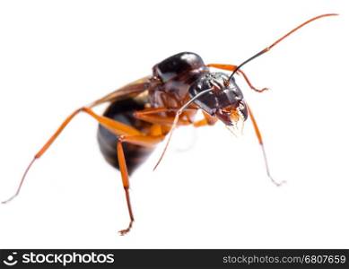 Close up of Black Carpenter Ant or Camponotus pennsylvanicus (winged male) on white background