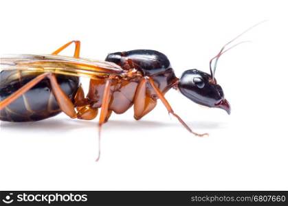 Close up of Black Carpenter Ant or Camponotus pennsylvanicus (winged male) on white background