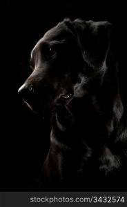 Close up of black dog