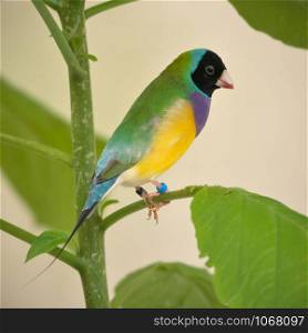 Close-up of black-headed adult Gould's finch perched on the green branch in the greenhouse