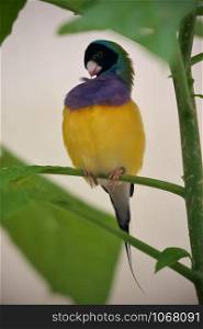 Close-up of black-headed adult gouldian finch perched on the green branch in the greenhouse and cleaning its feather