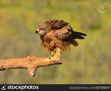 Close-up of black kite looking away while sitting on branch against of unfocused green background