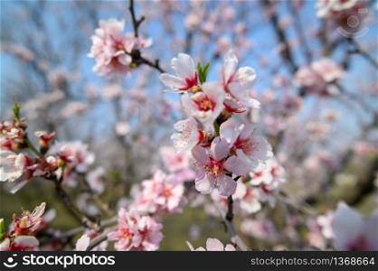 Close-up of blooming almond tree branches with pink flowers during springtime. Closeup of blooming almond tree pink flowers during springtime