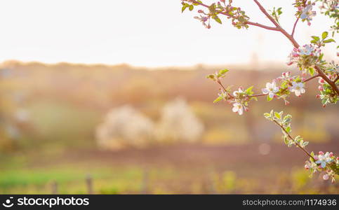 Close up of blooming buds of apple tree in the garden. Blooming apple orchard in spring sunset. Blurred background with place for text.. Close up of blooming buds of apple tree in the garden. Blooming apple orchard in spring sunset.