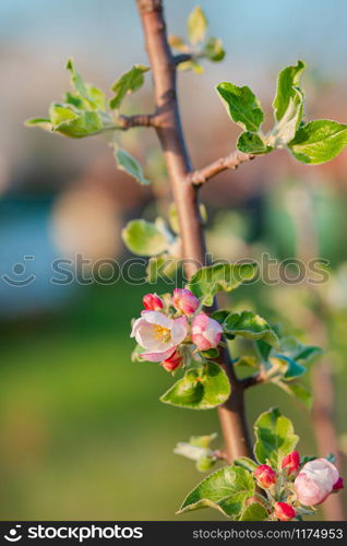 Close up of blooming buds of apple tree in the garden. Blooming apple orchard in spring sunset. Blurred background with place for text.. Close up of blooming buds of apple tree in the garden. Blooming apple orchard in spring sunset.