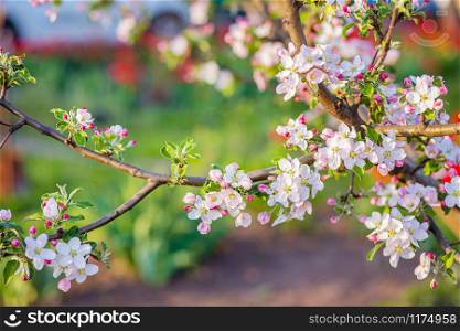 Close up of blooming buds of apple tree in the garden. Blooming apple orchard in spring sunset. Blurred background with place for text.. Close up of blooming buds of apple tree in the garden. Blooming apple orchard in spring sunset.