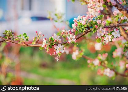 Close up of blooming buds of apple tree in the garden. Blooming apple orchard in spring sunset. Blurred background with place for text.. Close up of blooming buds of apple tree in the garden. Blooming apple orchard in spring sunset.