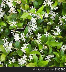 Close up of blooming Jasmine bush.