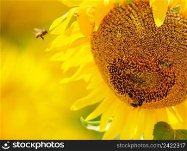Close up of blooming yellow sunflower and honey bee on flower collecting pollen.. Blooming sunflower with honey bee