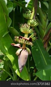 close-up of blossom banana trees with bunch of bananas