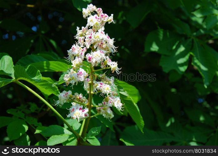 Close up of blossom chestnut flower among green leaves