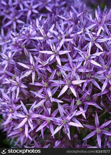 Close up of blossoming purple allium background