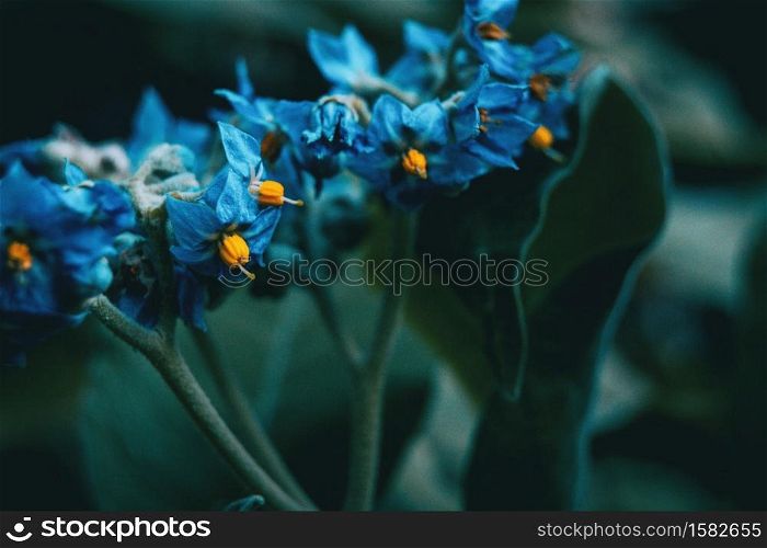 Close-up of blue and yellow flowers of Solanum giganteum in nature
