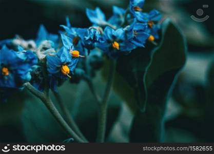 Close-up of blue and yellow flowers of Solanum giganteum in nature