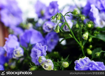 Close-Up of blue colored Campanula Bellflowers