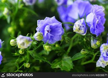 Close-Up of blue colored Campanula Bellflowers