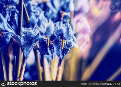 Close up of Blue Crocuses at blurred nature background, front view, floral border. Spring flowers concept