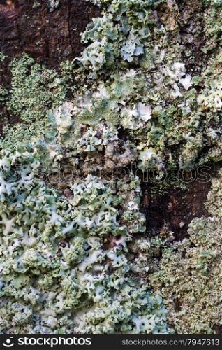 Close up of blue lichen.