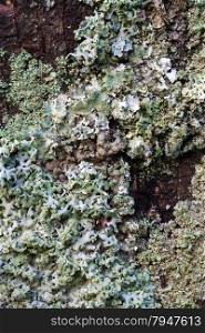 Close up of blue lichen.