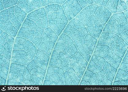 Close up of blue pastel leaf. Abstract blue texture background.