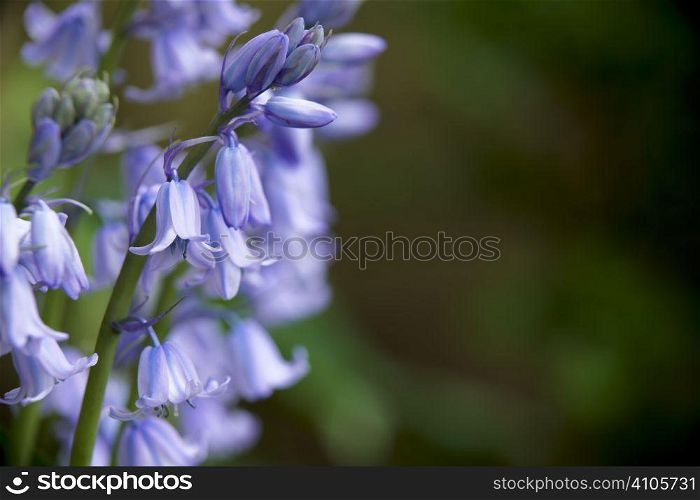 close up of bluebell in full bloom with space for copy