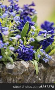 Close up of bluebells and forget-me-not flowers in flower pot