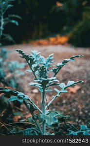 Close-up of bluish gray leaves of cineraria senecio in nature