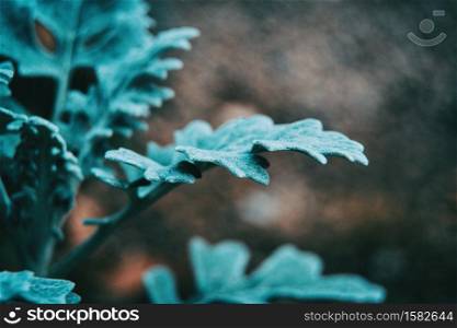 Close-up of bluish gray leaves of cineraria senecio in nature