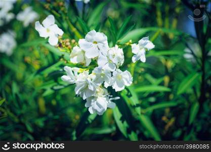 Close up of bougainvillea bush with many white flowers. Greek flora concept.. Bougainvillea bush with white flowers