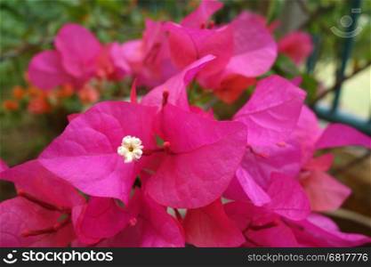 Close up of Bougainvillea flower in garden