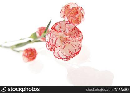 Close up of bouquet of pink flowers carnation