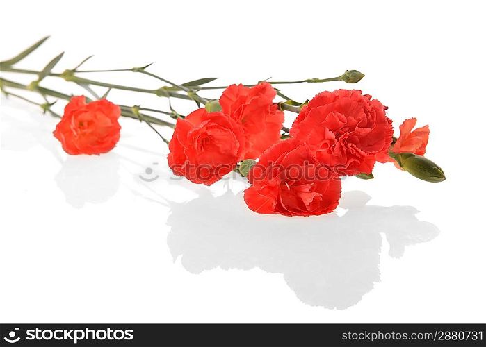 Close up of bouquet of red flowers carnation