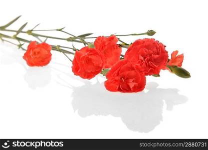 Close up of bouquet of red flowers carnation