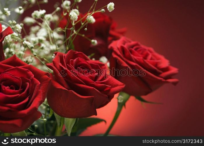 Close-up of bouquet of red roses with baby&acute;s breath against red background.
