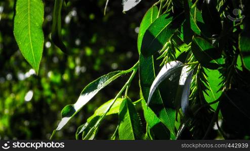 Close up of branch and it's green leaves. Flora of Tuchola Forest region in Poland. Nature background, summer. Copy space.. Close up of branch with green leaves.