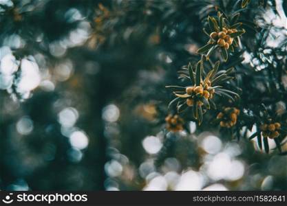 Close-up of branch of Baccata taxus with small fruits and a bokeh of natural light background